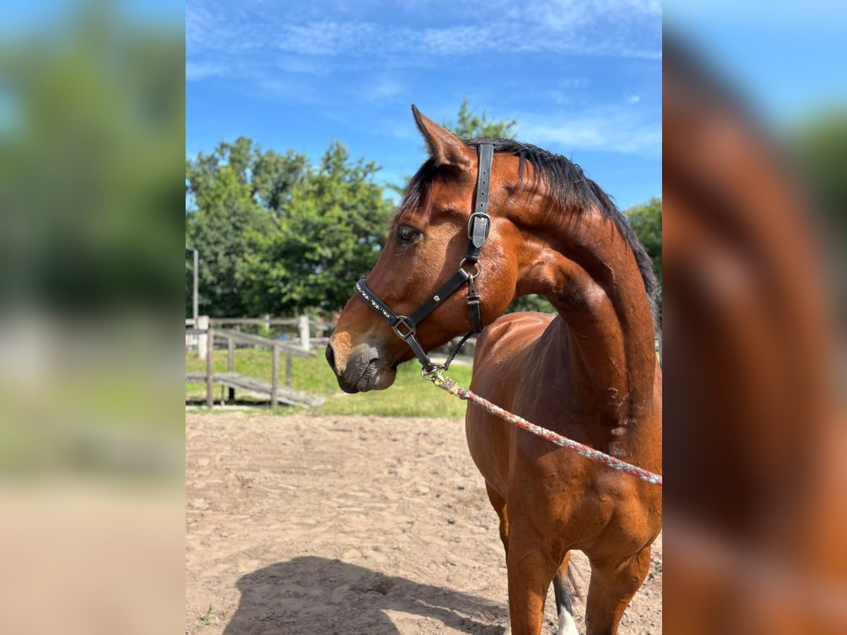 Hanoverian Gelding 5 years 17 hh Brown in Lilienthal