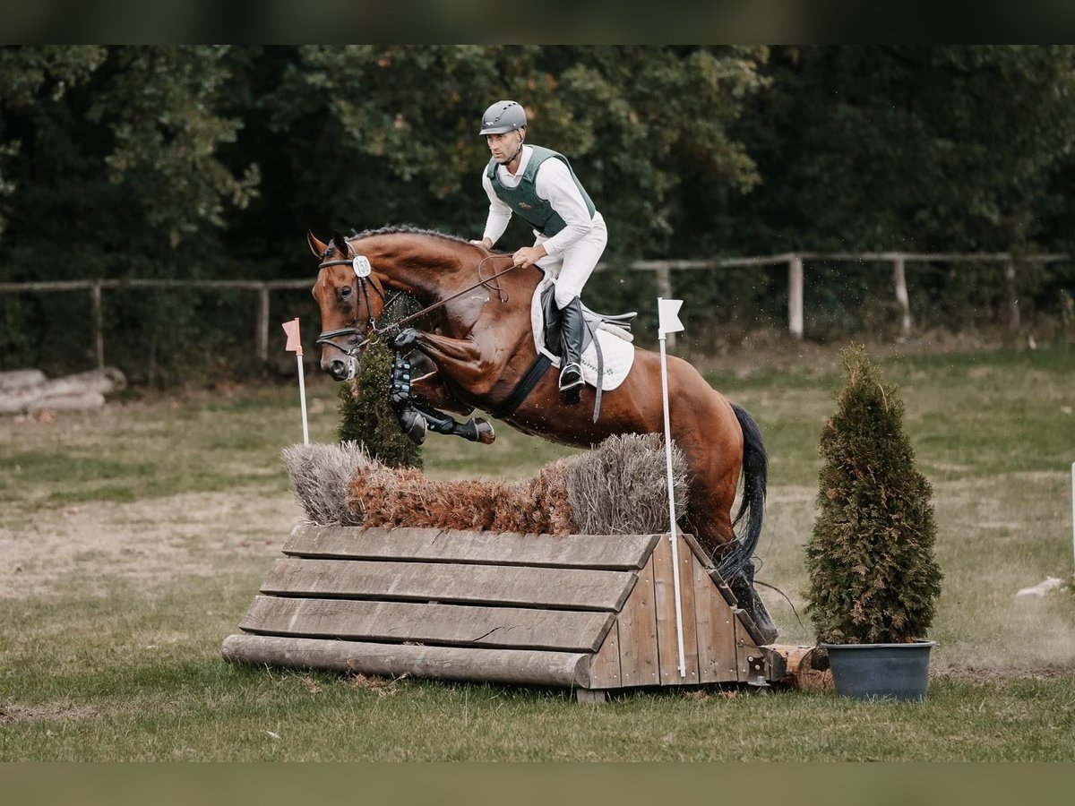 Hanoverian Gelding 5 years 17 hh Brown in Hohenberg-Krusemark