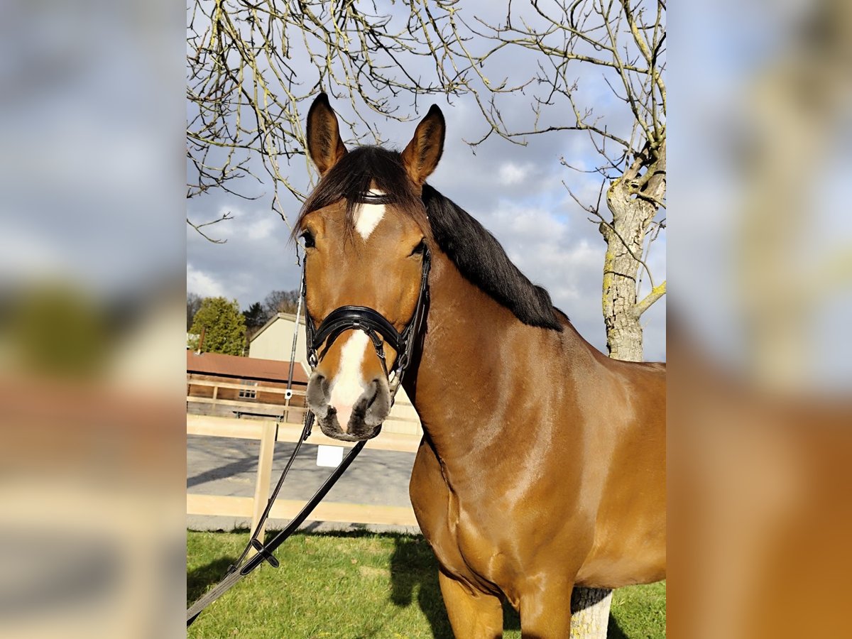 Hanoverian Gelding 5 years 17 hh Brown-Light in Roßdorf