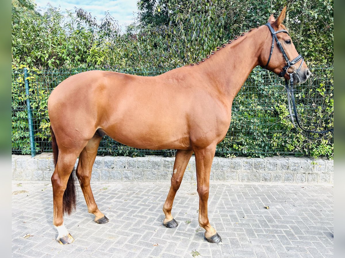 Hanoverian Gelding 5 years 17 hh Chestnut-Red in Lalendorf Wattmannshagen