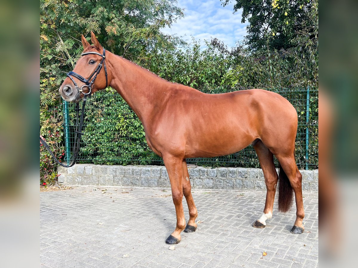 Hanoverian Gelding 5 years 17 hh Chestnut-Red in Lalendorf Wattmannshagen