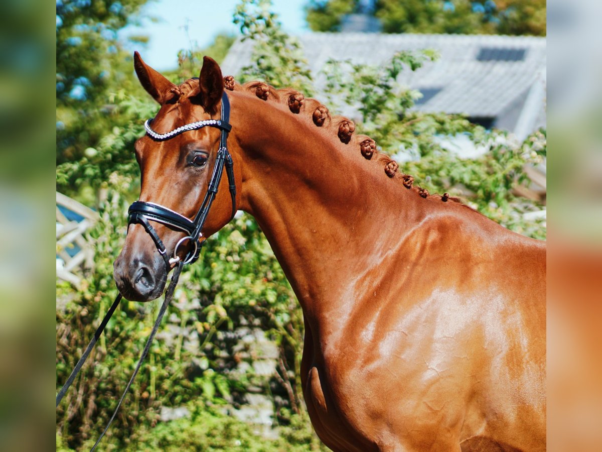 Hanoverian Gelding 5 years 17 hh Chestnut-Red in Hohenfelde