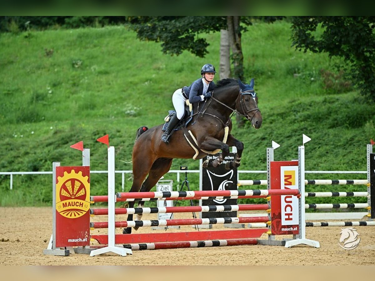 Hanoverian Gelding 5 years 17 hh Chestnut in Loiching