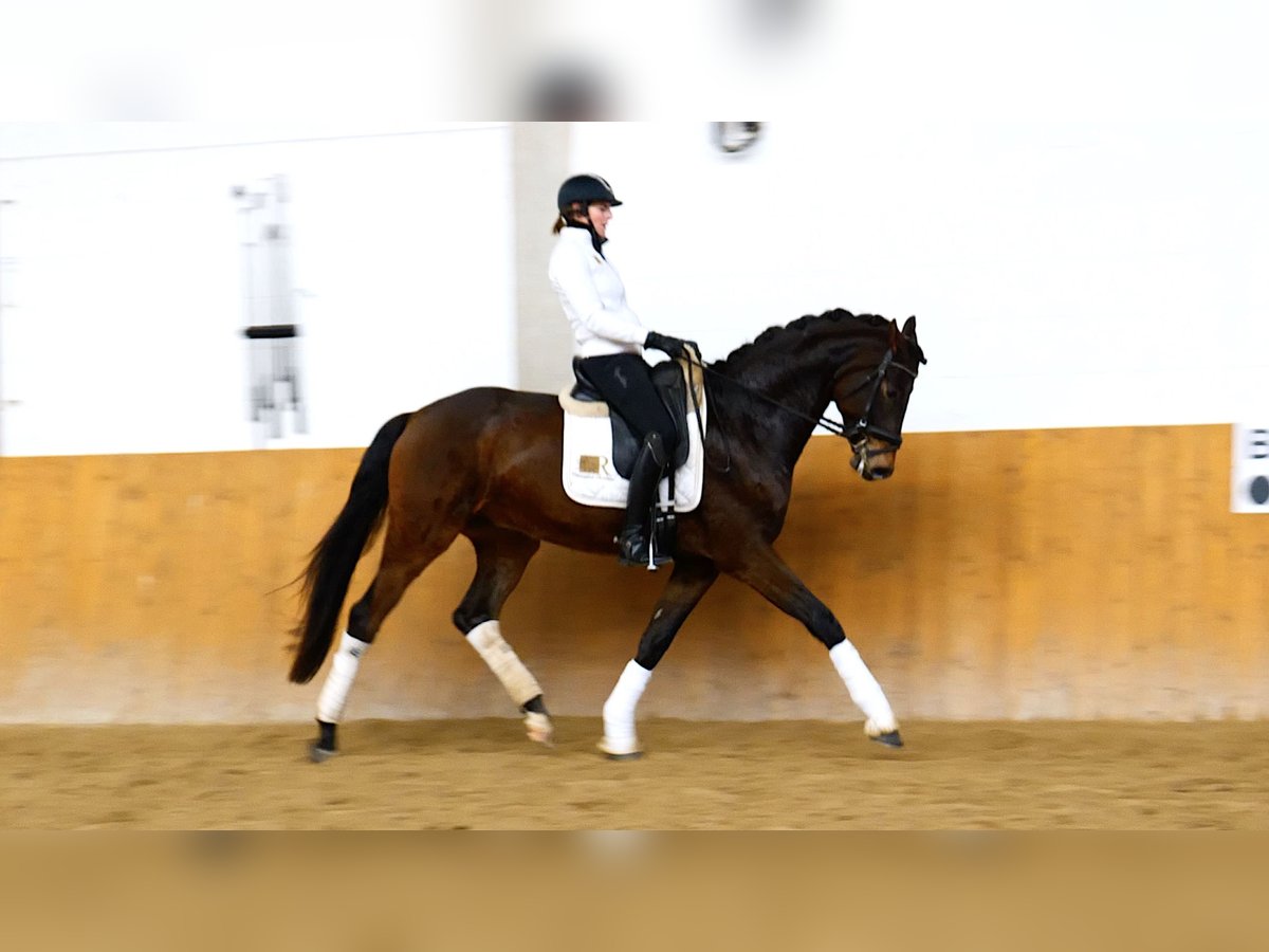 Hanoverian Gelding 5 years 17 hh Smoky-Black in Freiensteinau