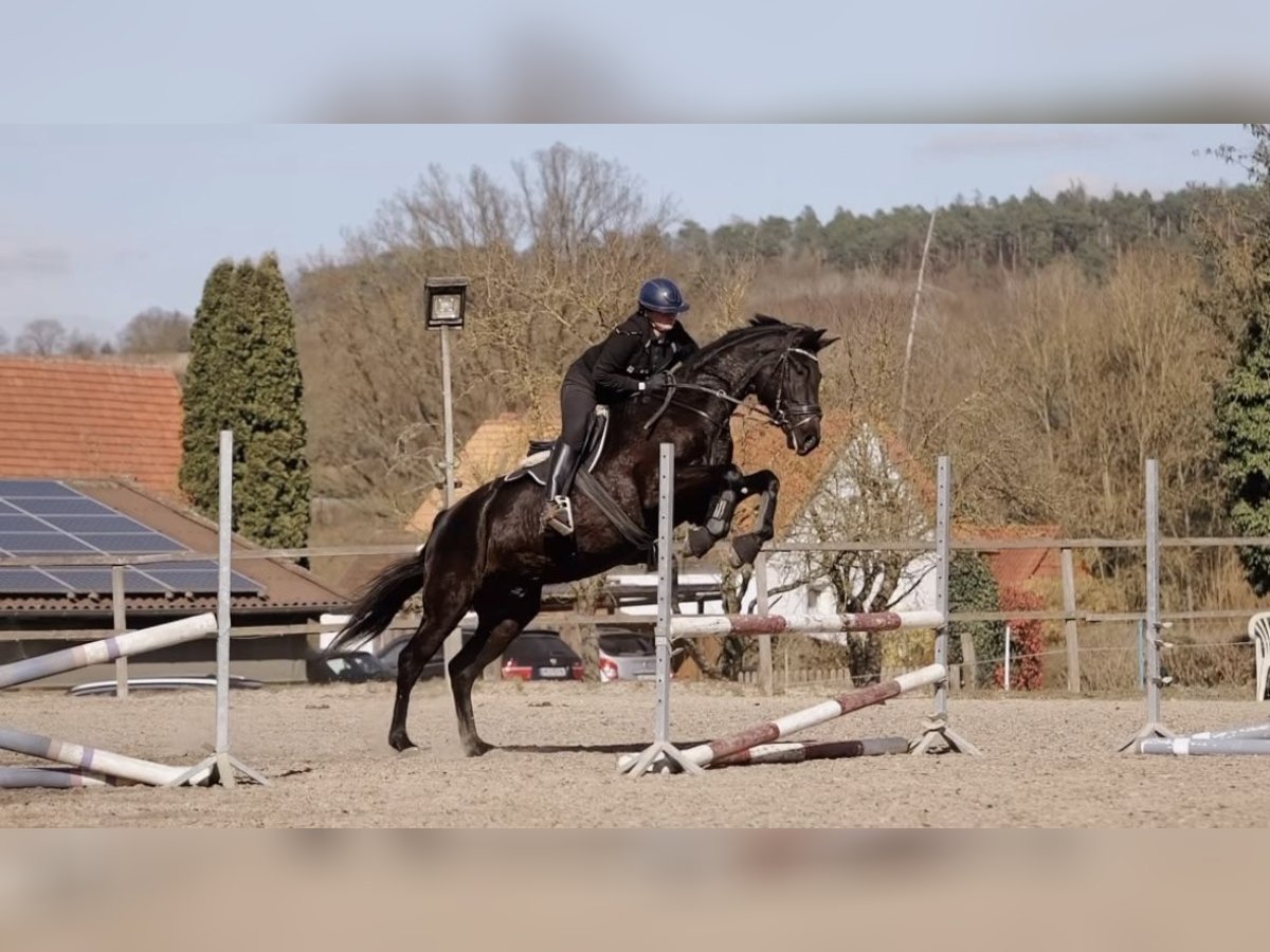 Hanoverian Gelding 5 years 17 hh Smoky-Black in Malsfeld