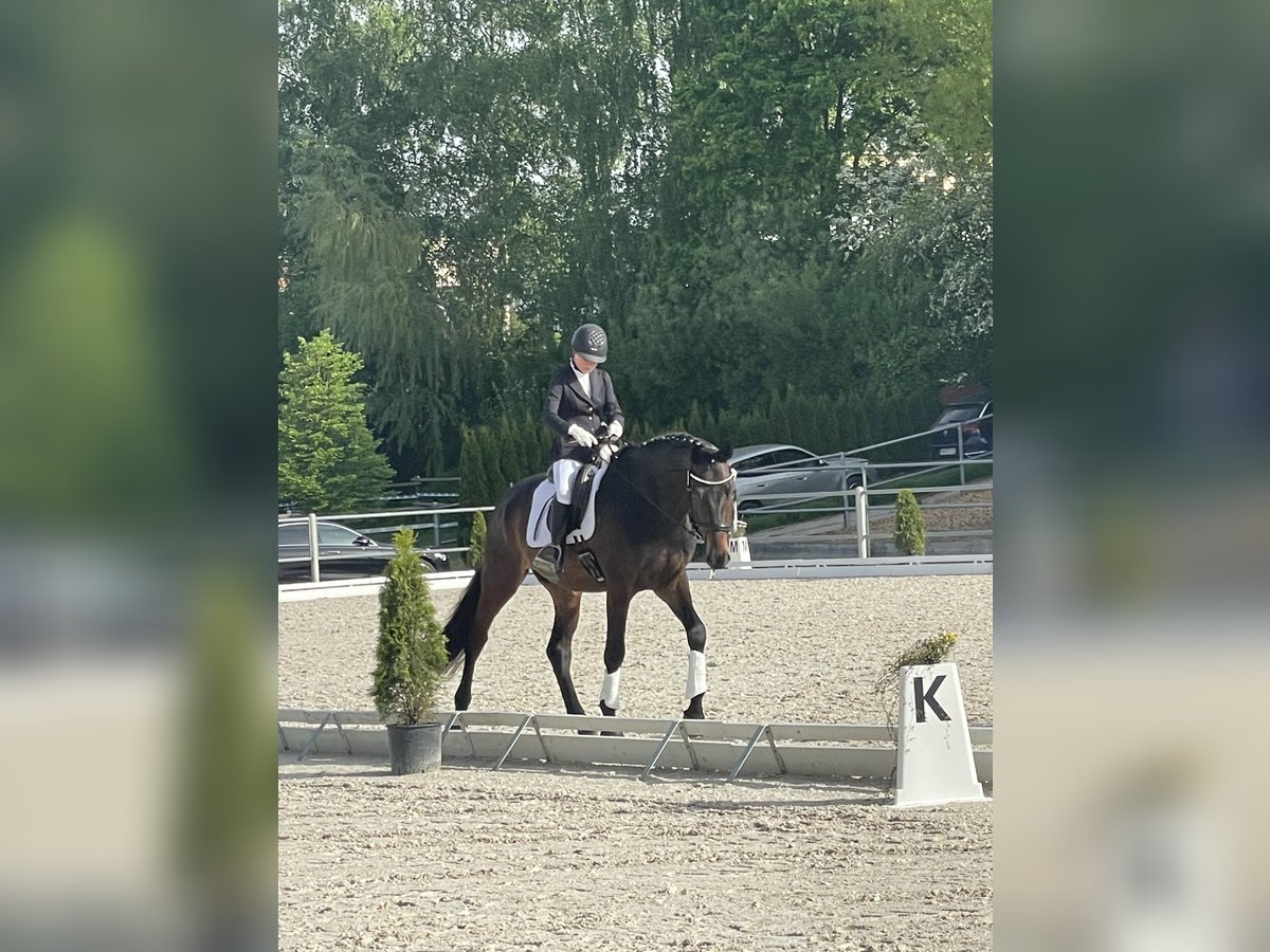 Hanoverian Gelding 5 years 17,1 hh Bay-Dark in Aschau am Inn