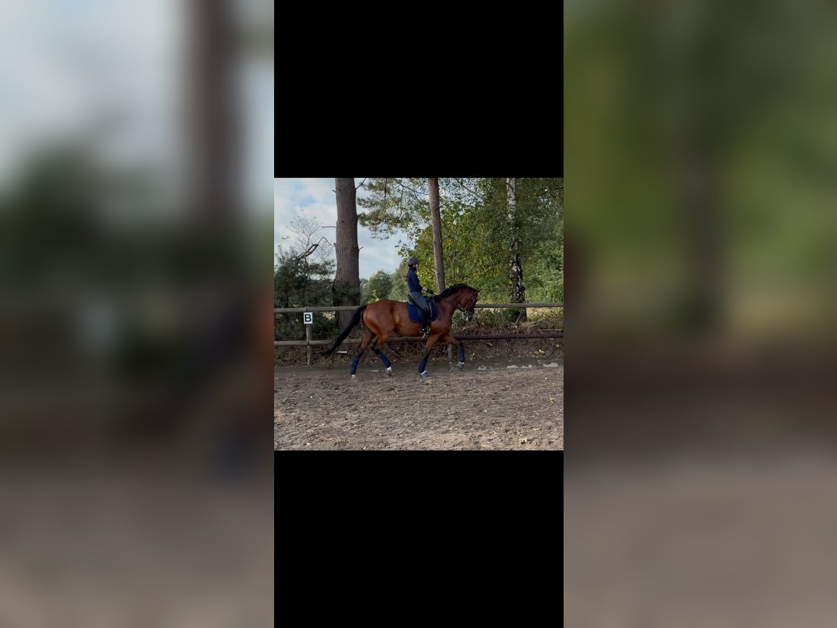 Hanoverian Gelding 5 years 17,1 hh Brown in Gro&#xDF;enkneten
