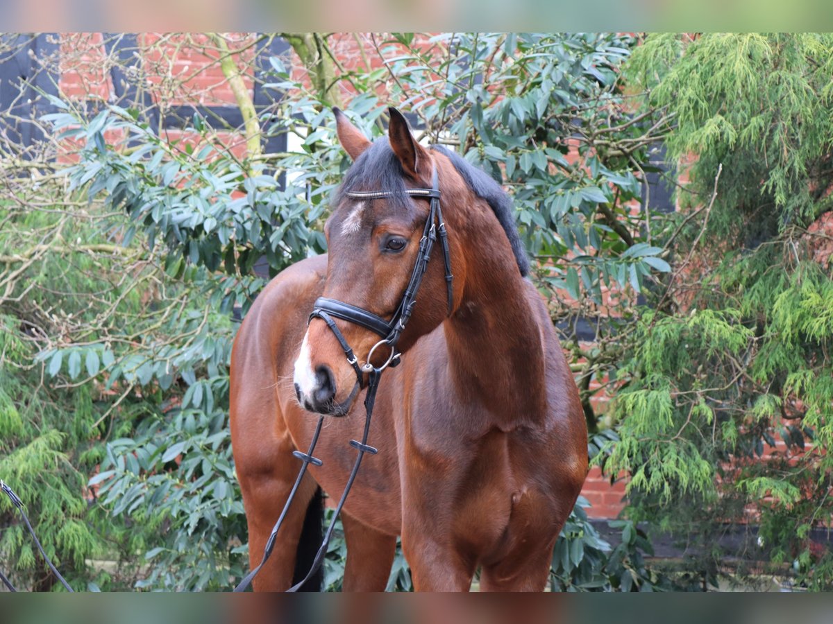 Hanoverian Gelding 5 years 17,1 hh Brown in Langlingen