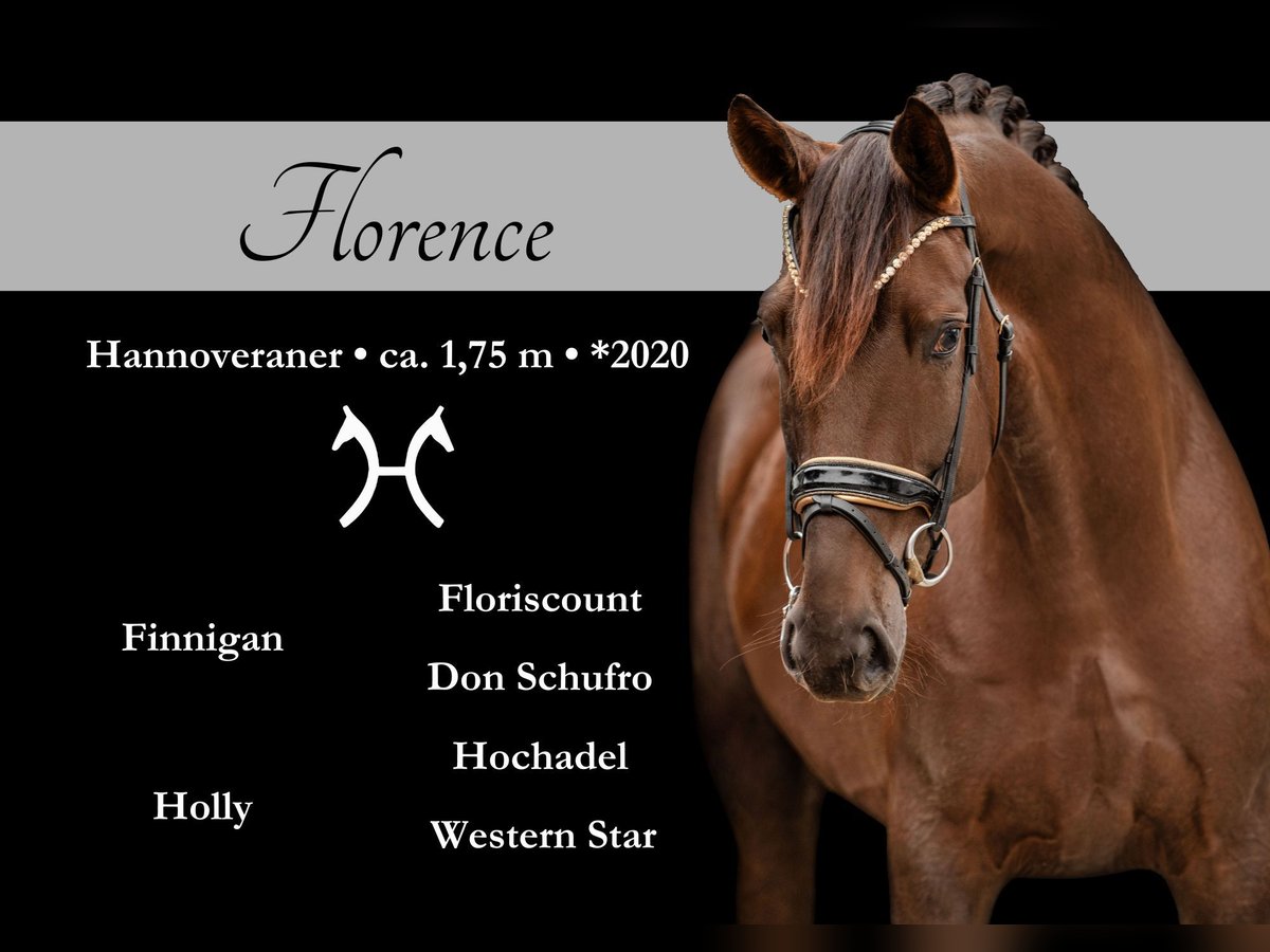 Hanoverian Gelding 5 years 17,1 hh Chestnut in Wehringen Hanoverian Gelding 5 years 17,1 hh Chestnut in Wehringen