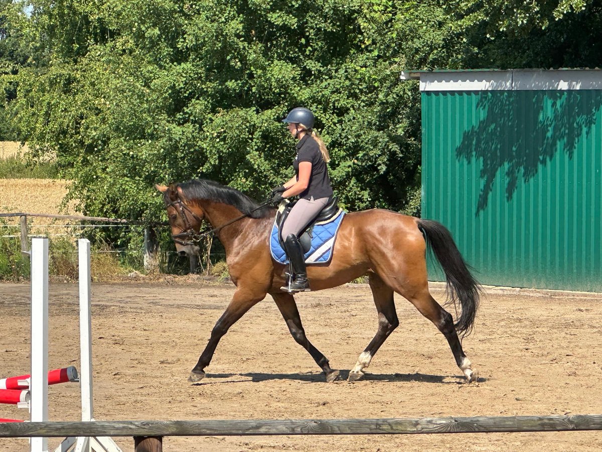 Hanoverian Gelding 5 years 17,3 hh Brown-Light in Stafstedt Hanoverian Gelding 5 years 17,3 hh Brown-Light in Stafstedt