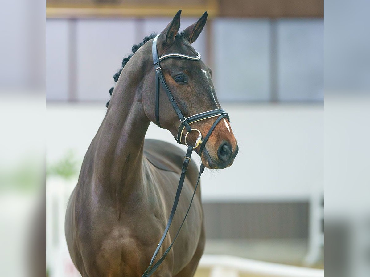 Hanoverian Gelding 5 years Brown in Münster-Handorf