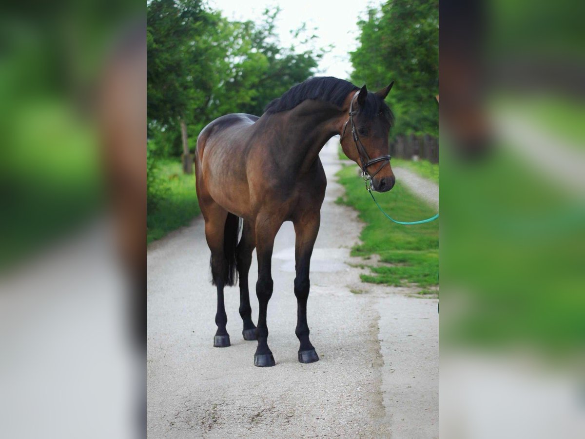 Hanoverian Gelding 5 years in Budapest