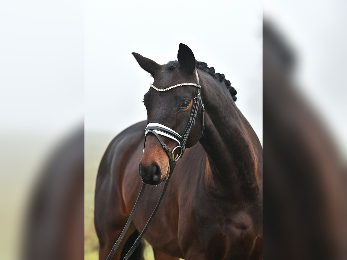 Hanoverian Gelding 6 years 15,3 hh Bay-Dark in Klötze