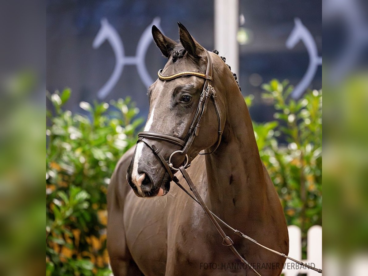 Hanoverian Gelding 6 years 15,3 hh Black in Verden