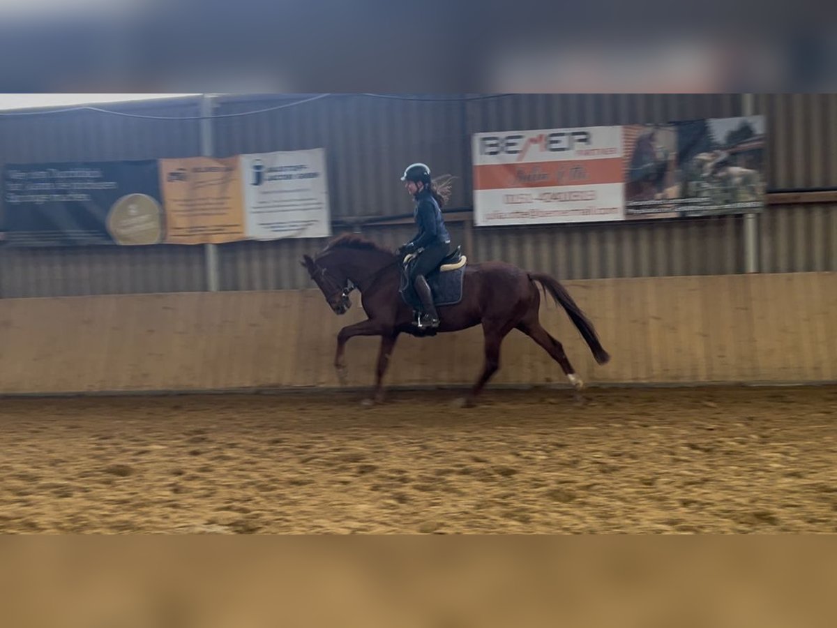 Hanoverian Gelding 6 years 15,3 hh Chestnut in Adelebsen