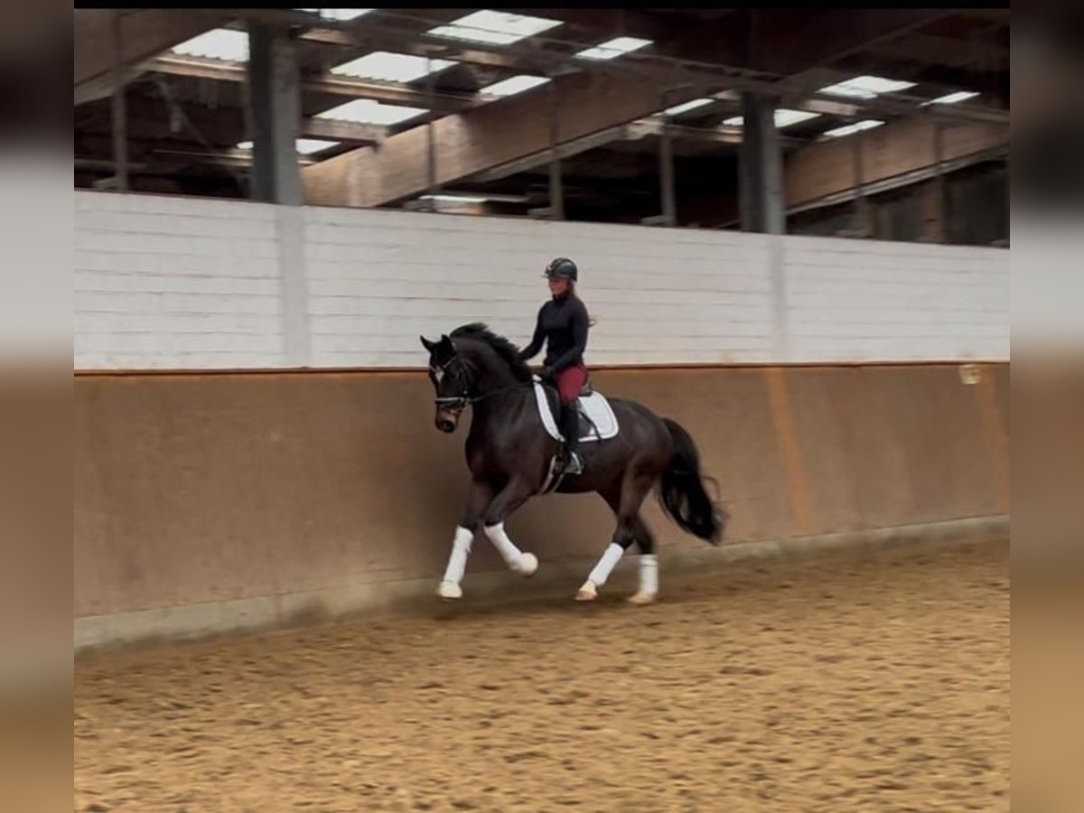 Hanoverian Gelding 6 years 16,1 hh Bay-Dark in Elmlohe