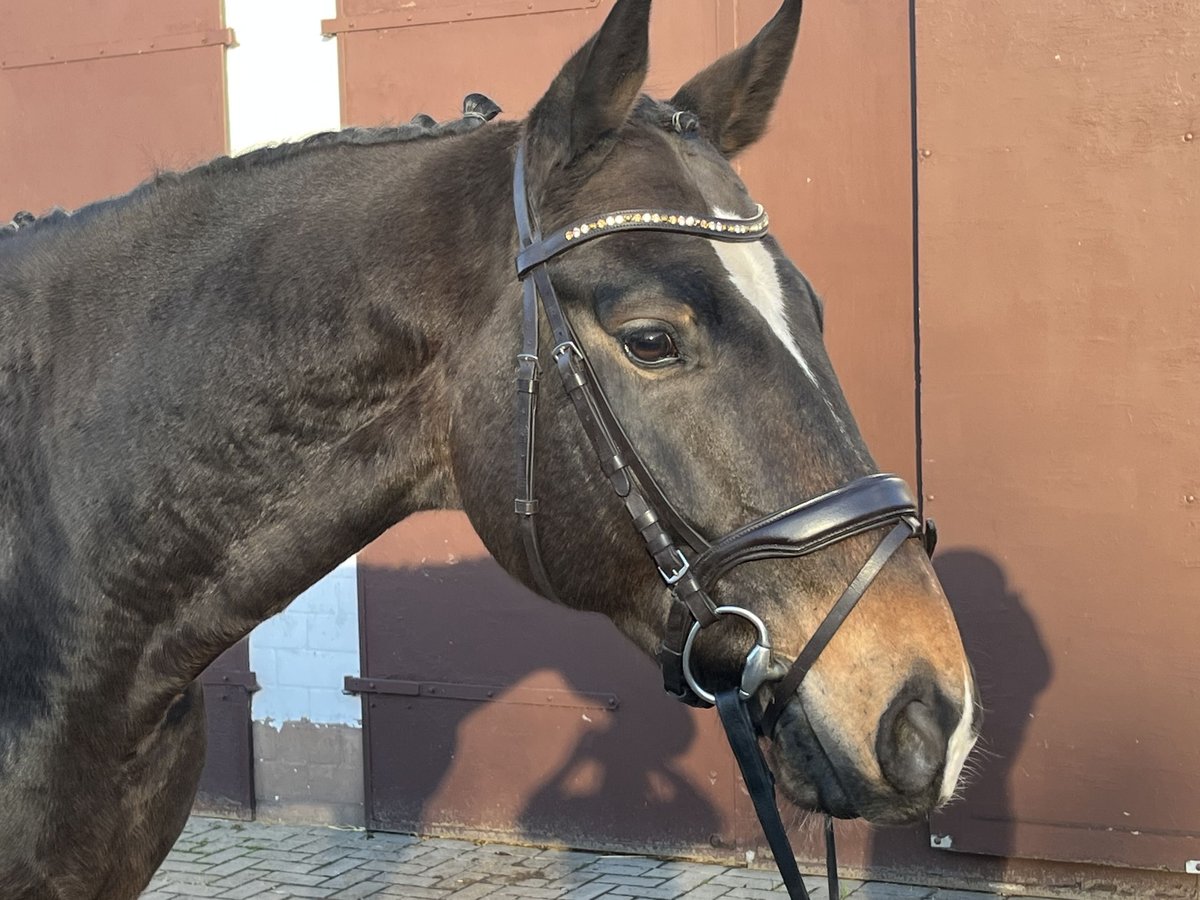 Hanoverian Gelding 6 years 16,1 hh Bay-Dark in Nienburg (Weser)