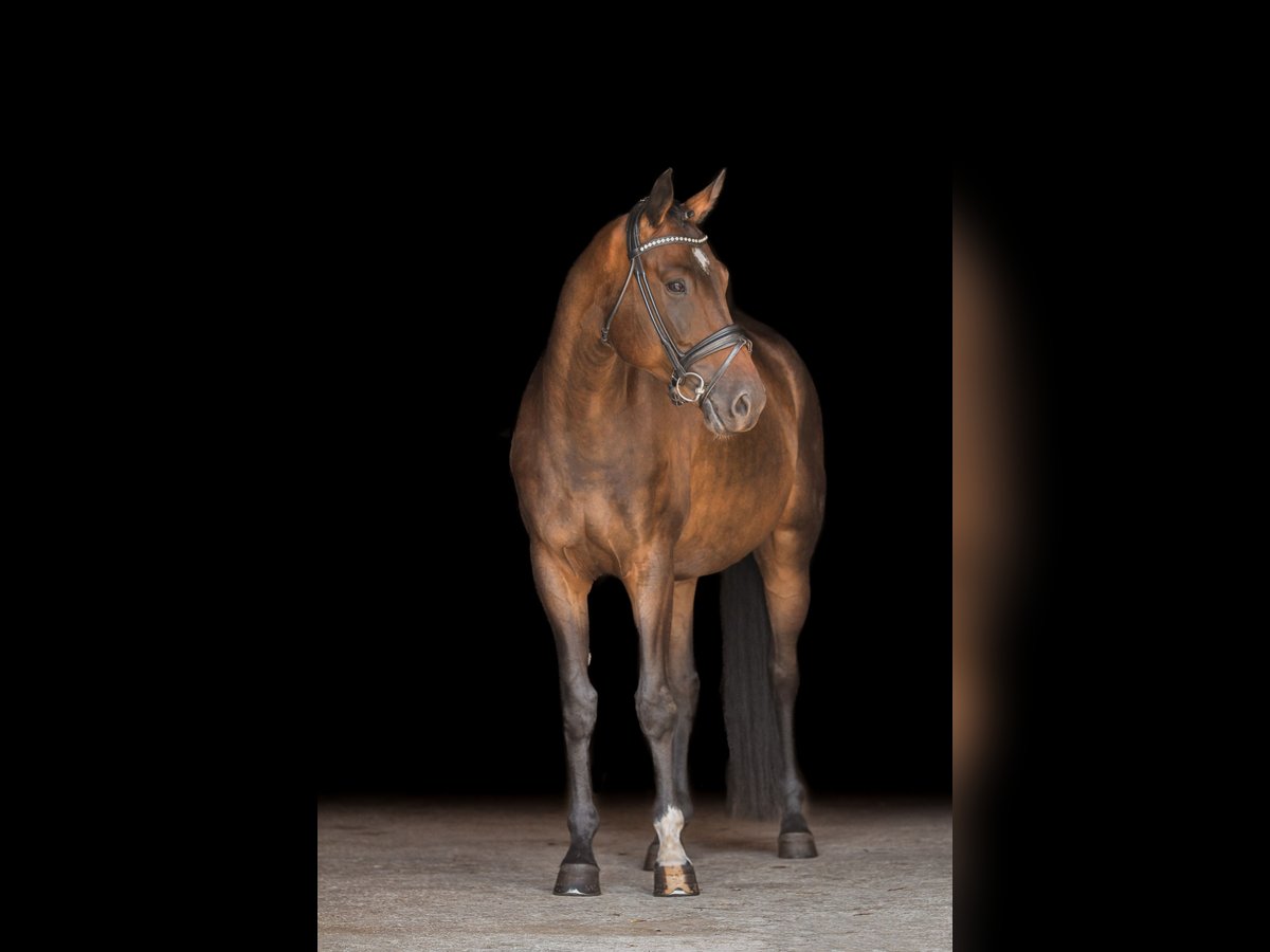 Hanoverian Gelding 6 years 16,1 hh Brown in Bodenkirchen