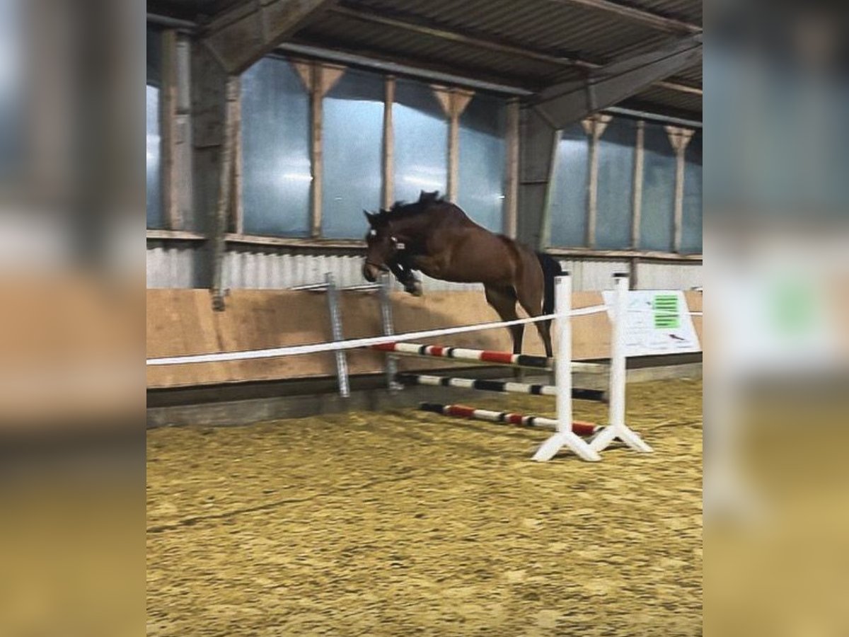 Hanoverian Gelding 6 years 16,1 hh Brown in Detmold