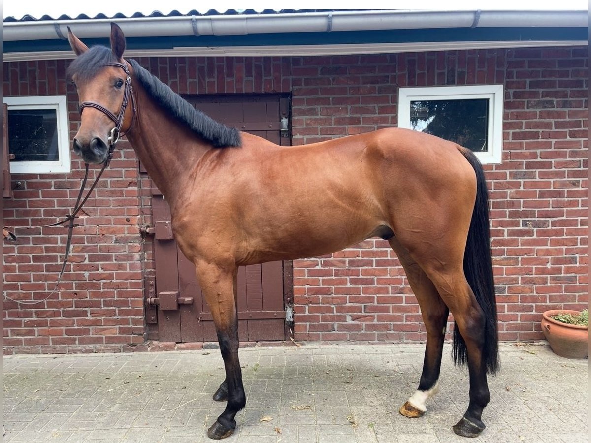 Hanoverian Gelding 6 years 16,1 hh Brown in Fredenbeck