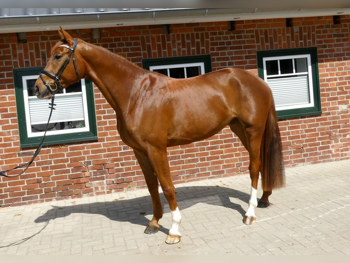 Hanoverian Gelding 6 years 16,1 hh Chestnut in Brest