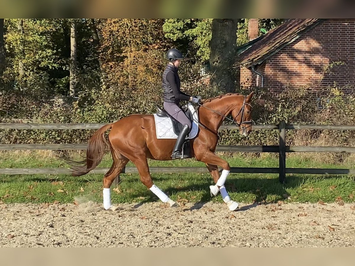 Hanoverian Gelding 6 years 16,1 hh Chestnut-Red in Hoya