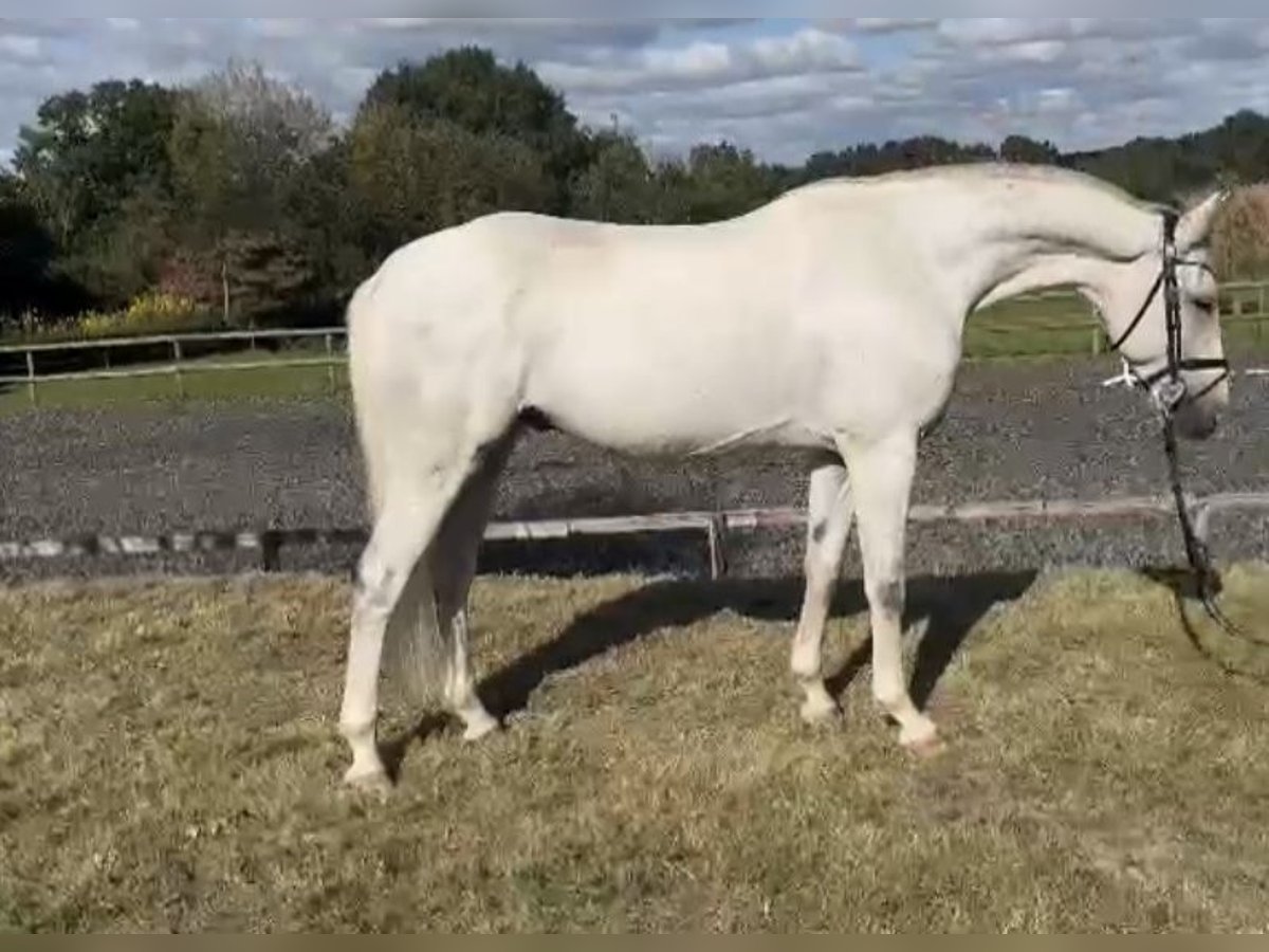 Hanoverian Gelding 6 years 16,1 hh Gray in Hasbergen