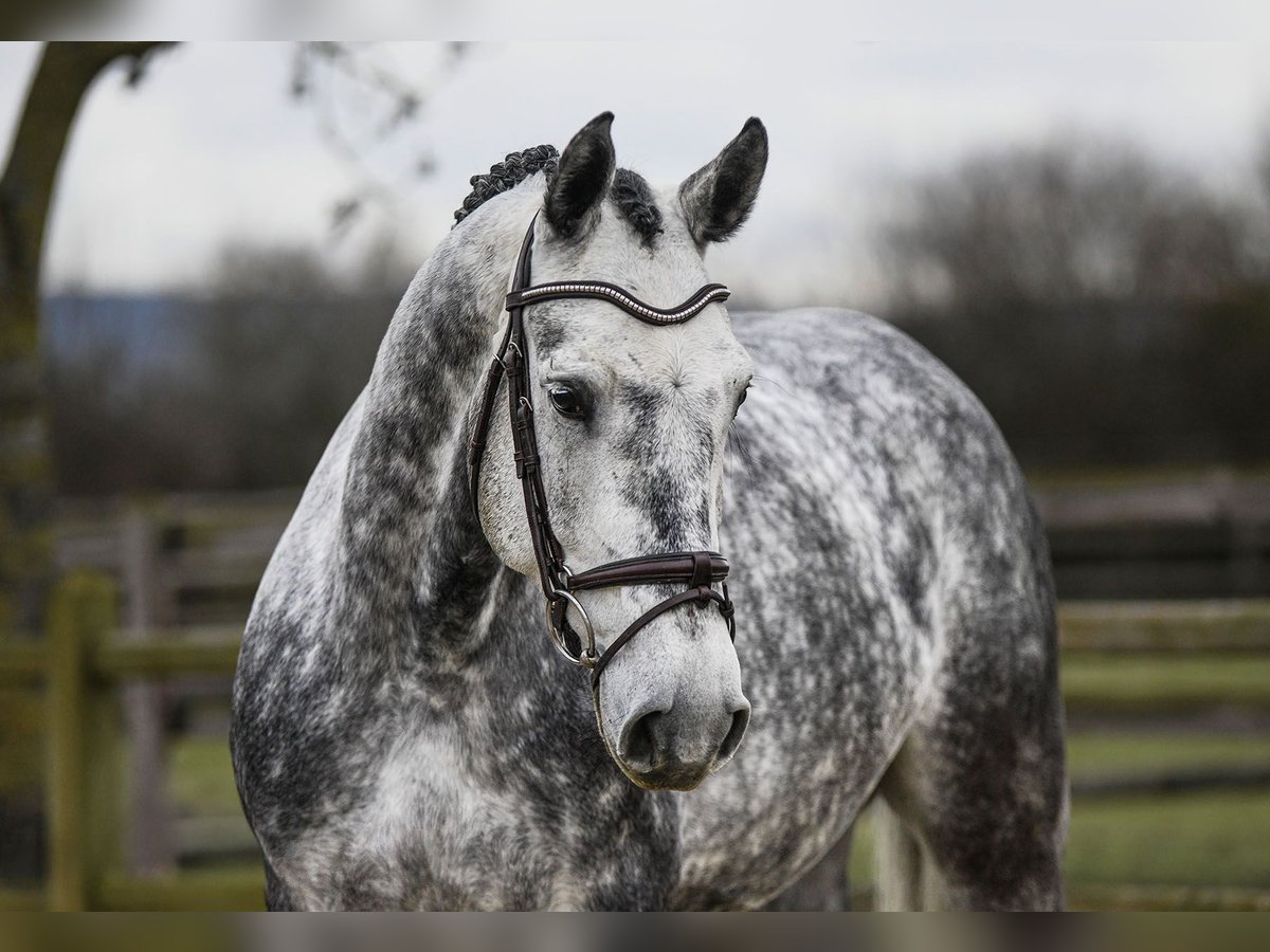 Hanoverian Gelding 6 years 16,1 hh Gray in Riedstadt