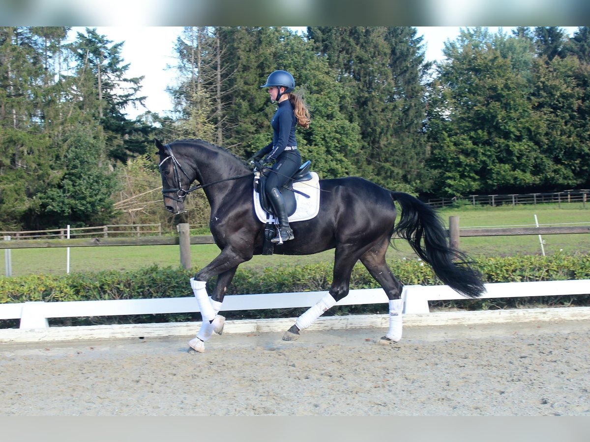 Hanoverian Gelding 6 years 16,2 hh Bay-Dark in Bassum