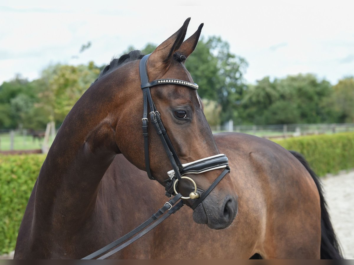 Hanoverian Gelding 6 years 16,2 hh Bay-Dark in Tiddische