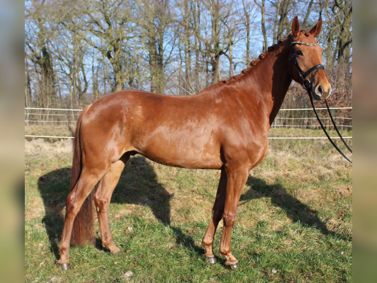 Hanoverian Gelding 6 years 16,2 hh Chestnut-Red in Bassum