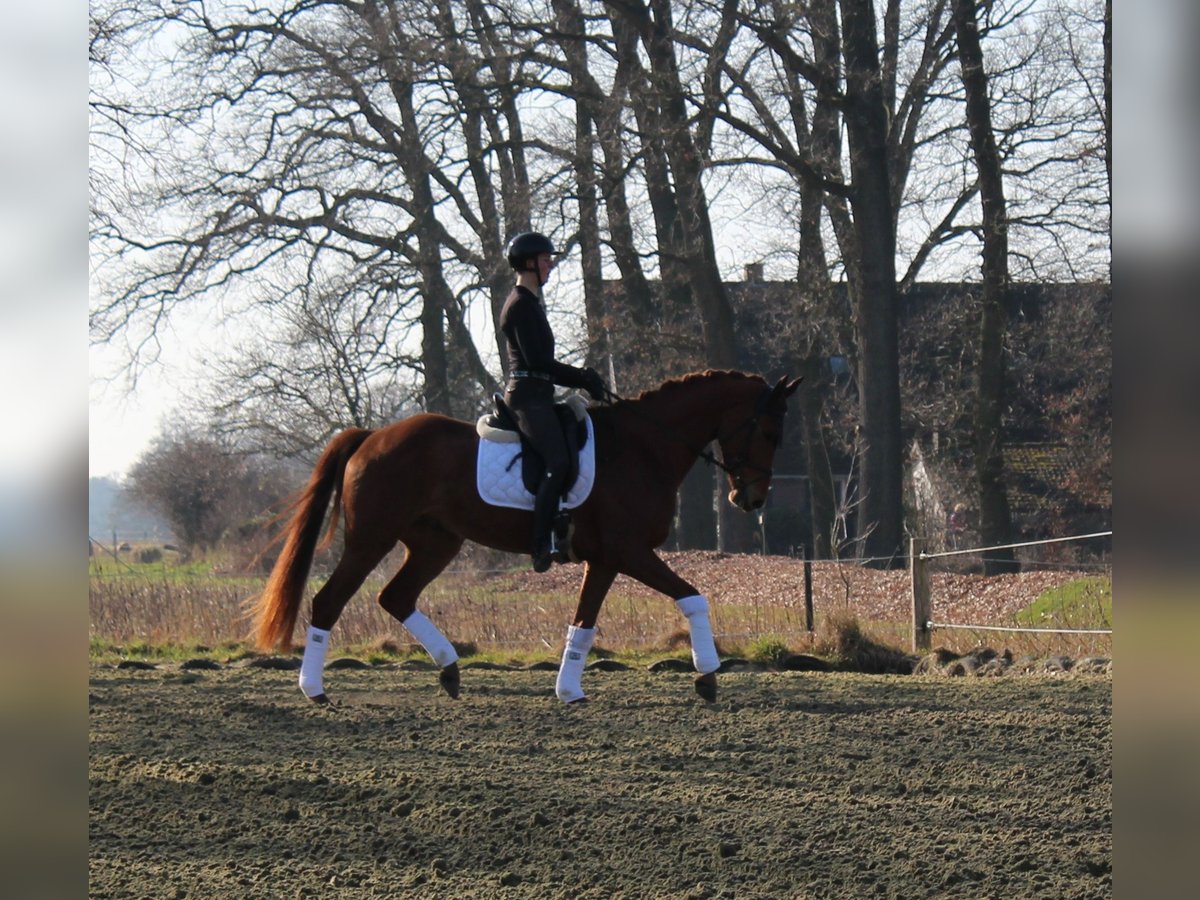 Hanoverian Gelding 6 years 16,2 hh Chestnut-Red in Bassum