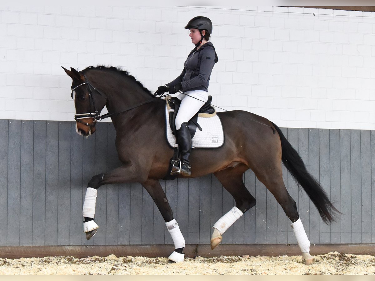 Hanoverian Gelding 6 years 16,2 hh in Tiddische