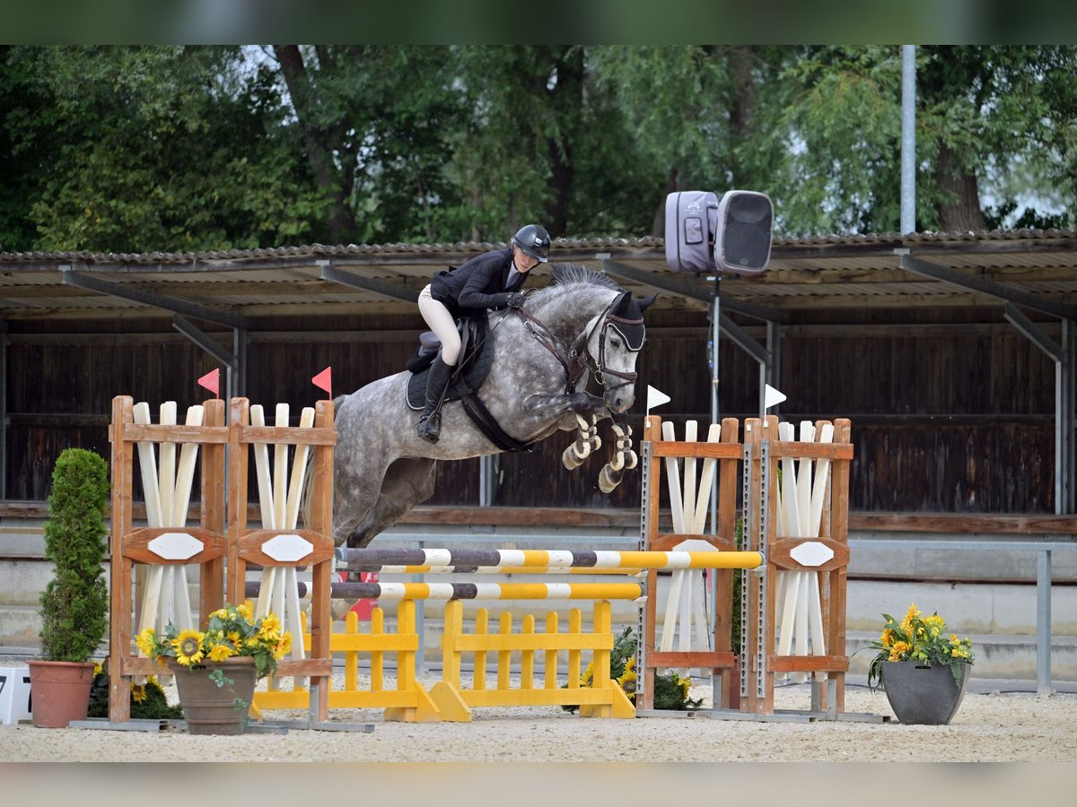 Hanoverian Gelding 6 years 16,2 hh Gray-Dapple in Weichs