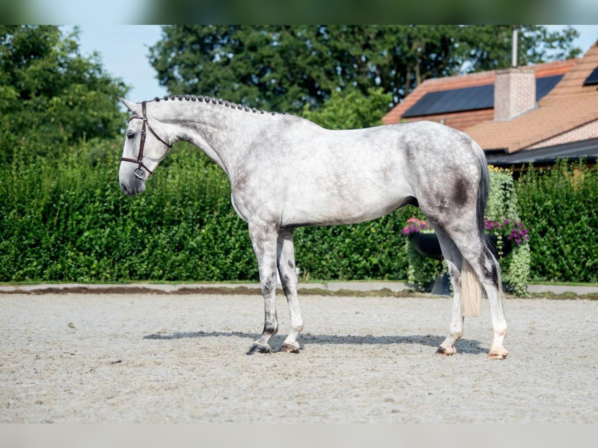 Hanoverian Gelding 6 years 16,2 hh Gray in Bladel