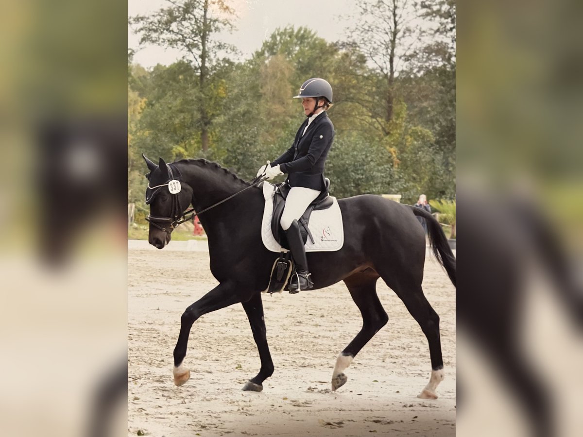 Hanoverian Gelding 6 years 16,2 hh Smoky-Black in Wentorf bei Hamburg