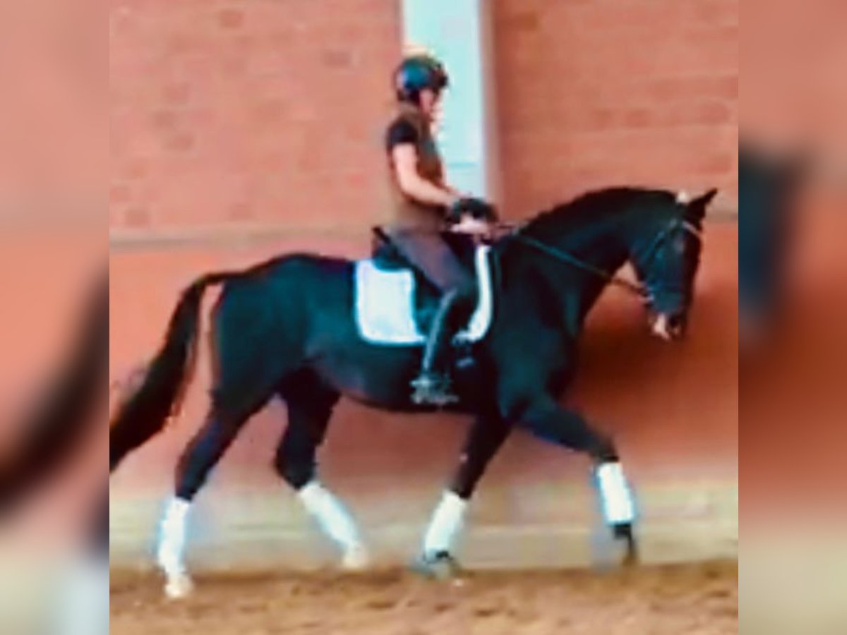 Hanoverian Gelding 6 years 16,2 hh Smoky-Black in Wentorf bei Hamburg