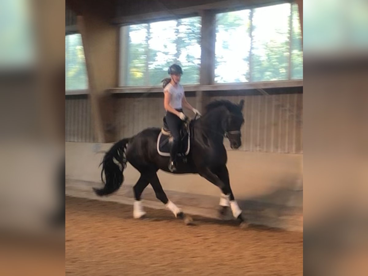 Hanoverian Gelding 6 years 16,3 hh Black in Sehnde