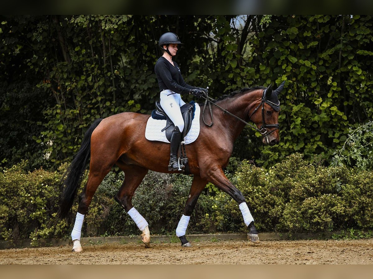 Hanoverian Gelding 6 years 16,3 hh Brown in Riedstadt