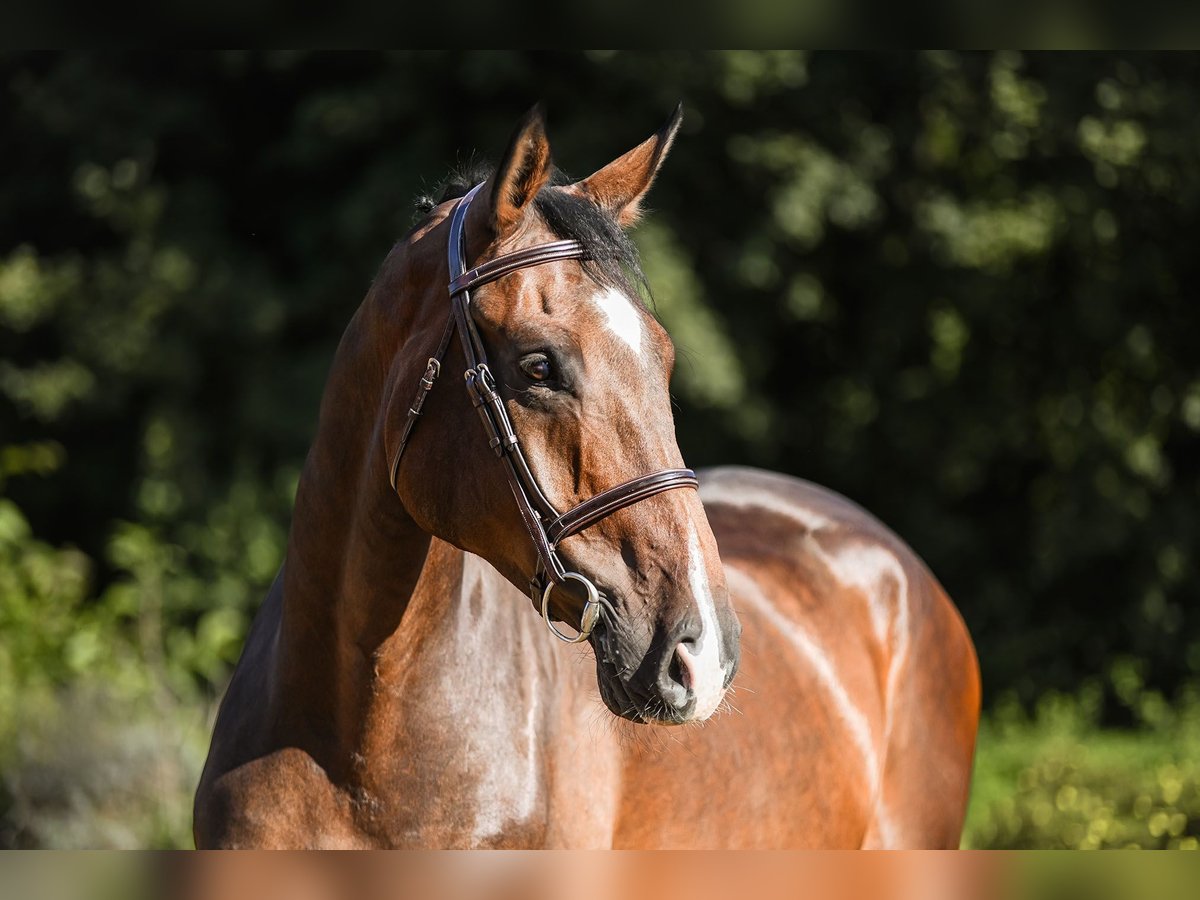 Hanoverian Gelding 6 years 16,3 hh Brown in Riedstadt