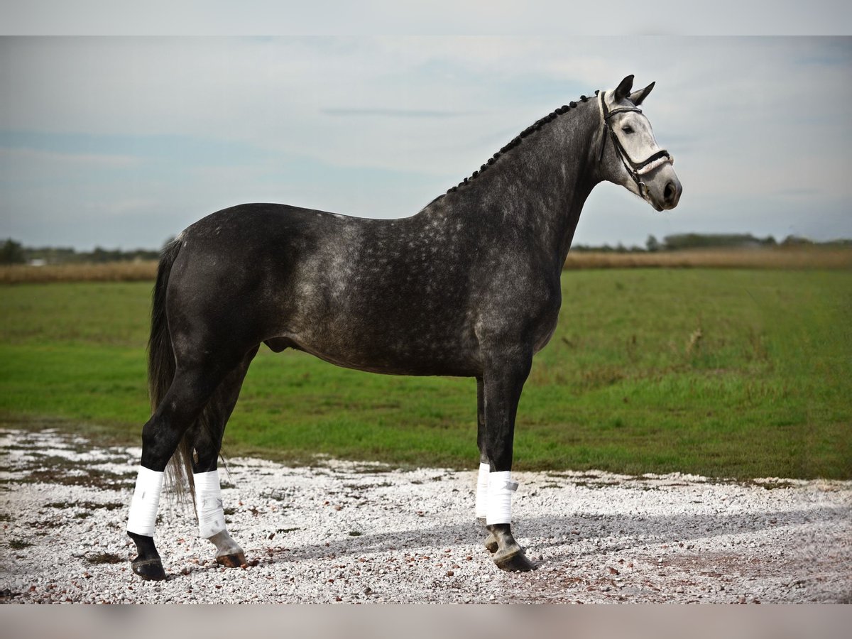 Hanoverian Gelding 6 years 16,3 hh Gray in Cegléd