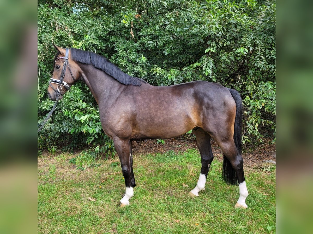 Hanoverian Gelding 6 years 16 hh Bay-Dark in Elmlohe