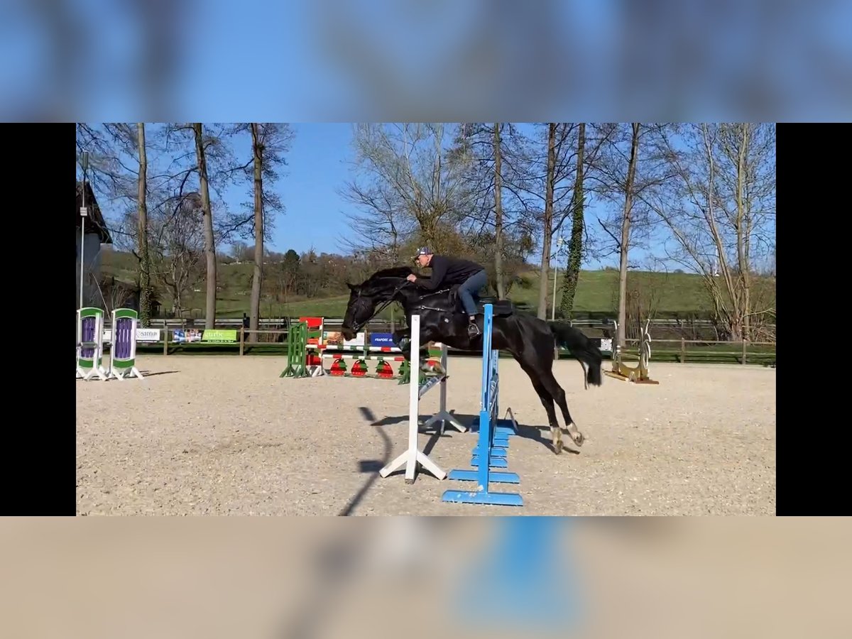 Hanoverian Gelding 6 years 16 hh Bay-Dark in DarmstadtModautal