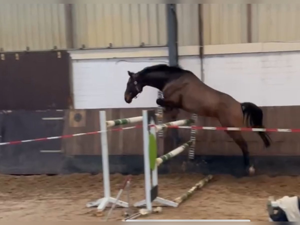 Hanoverian Gelding 6 years 16 hh Bay-Dark in Siedenburg
