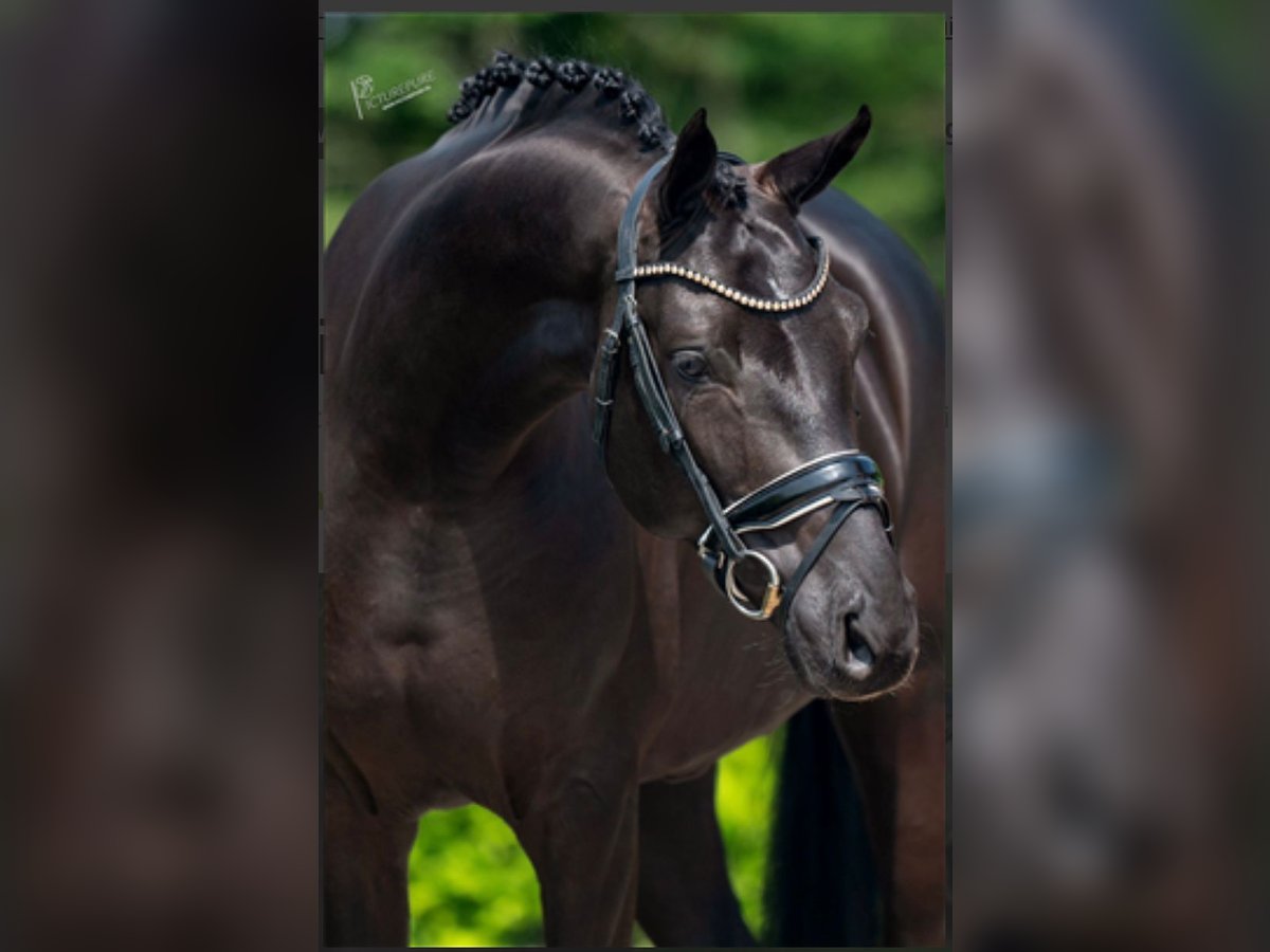 Hanoverian Gelding 6 years 16 hh Black in Brno