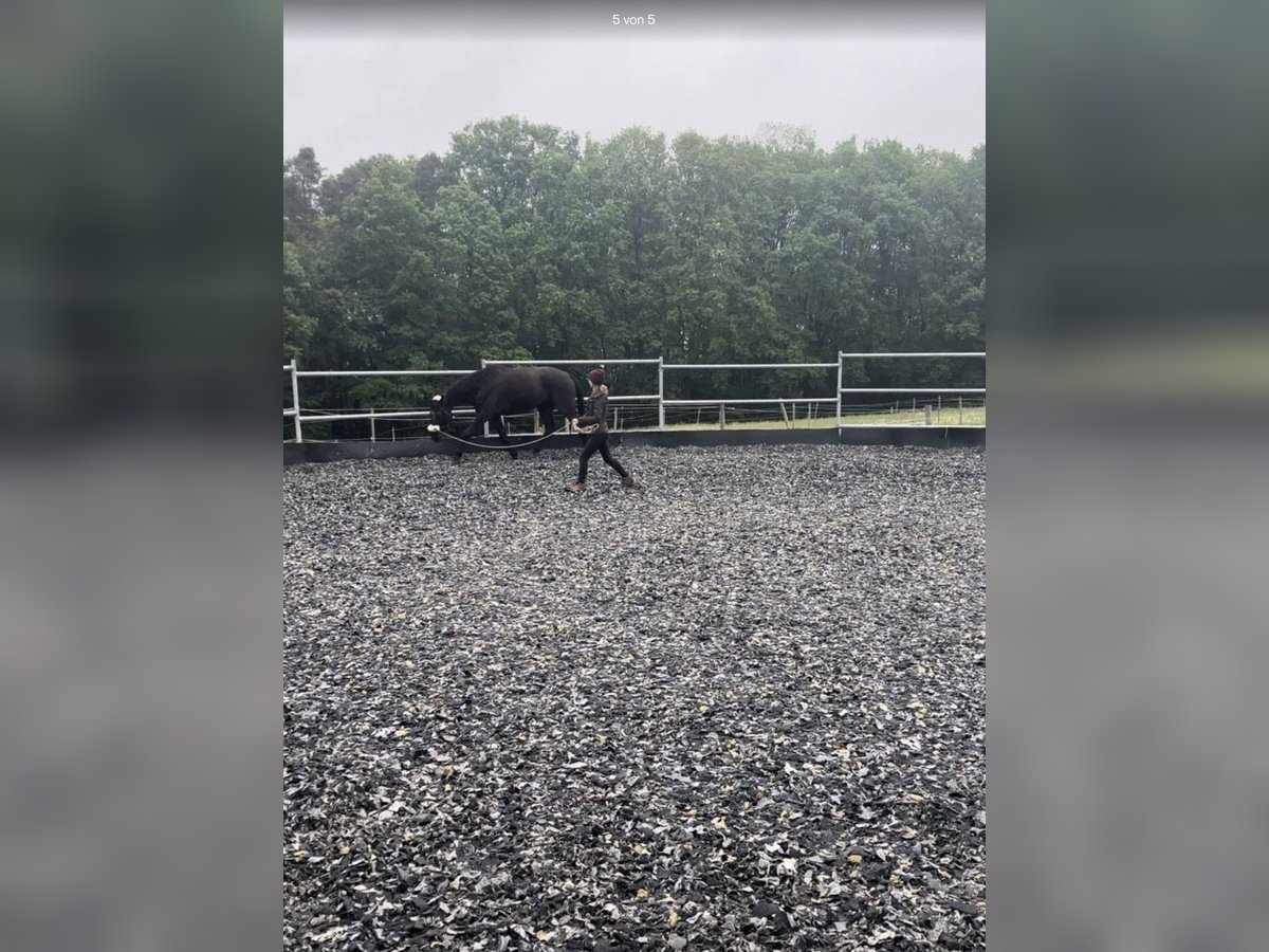 Hanoverian Gelding 6 years 16 hh Black in Heroldsbach