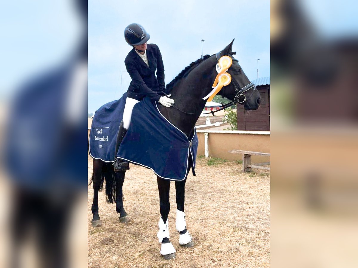 Hanoverian Gelding 6 years 16,1 hh Bay-Dark in Reinfeld (Holstein)