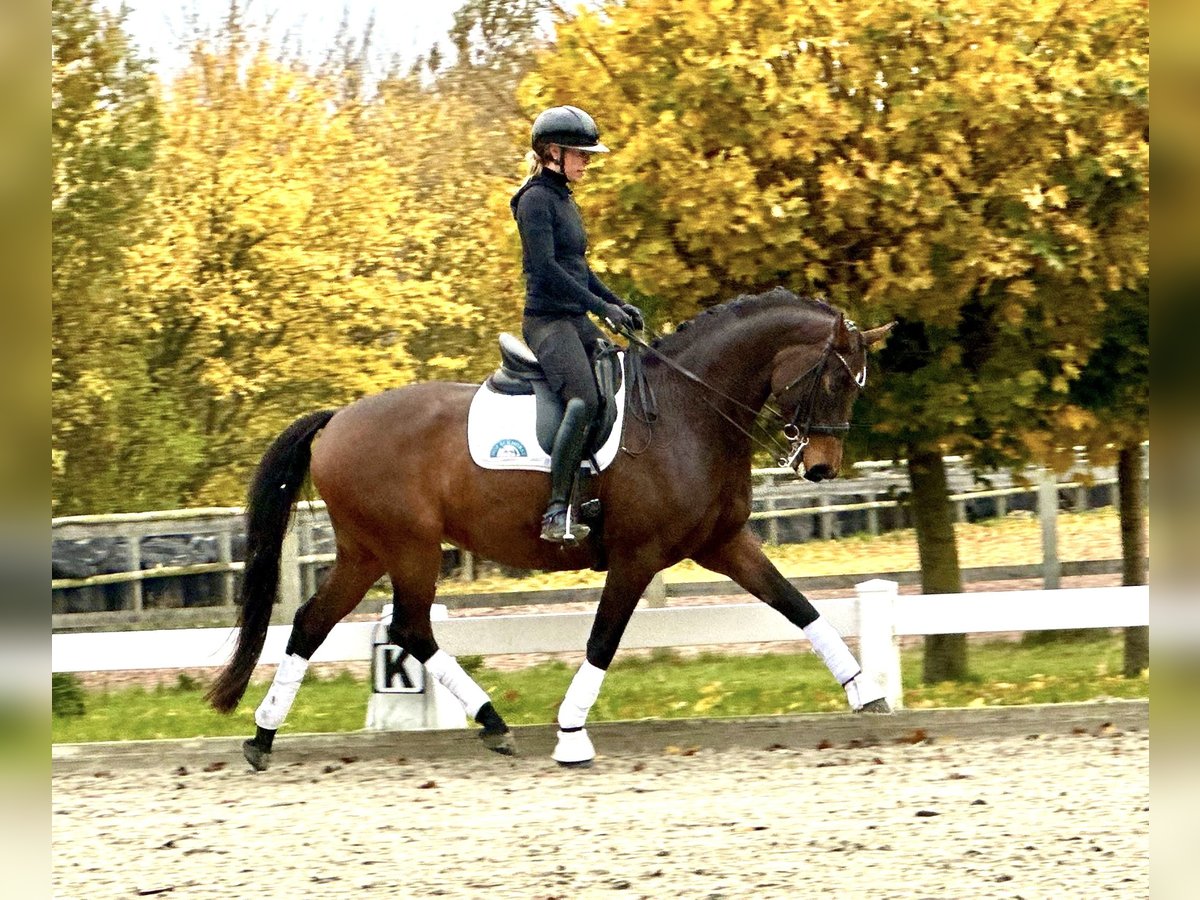 Hanoverian Gelding 6 years 16,1 hh Bay-Dark in Fleckeby