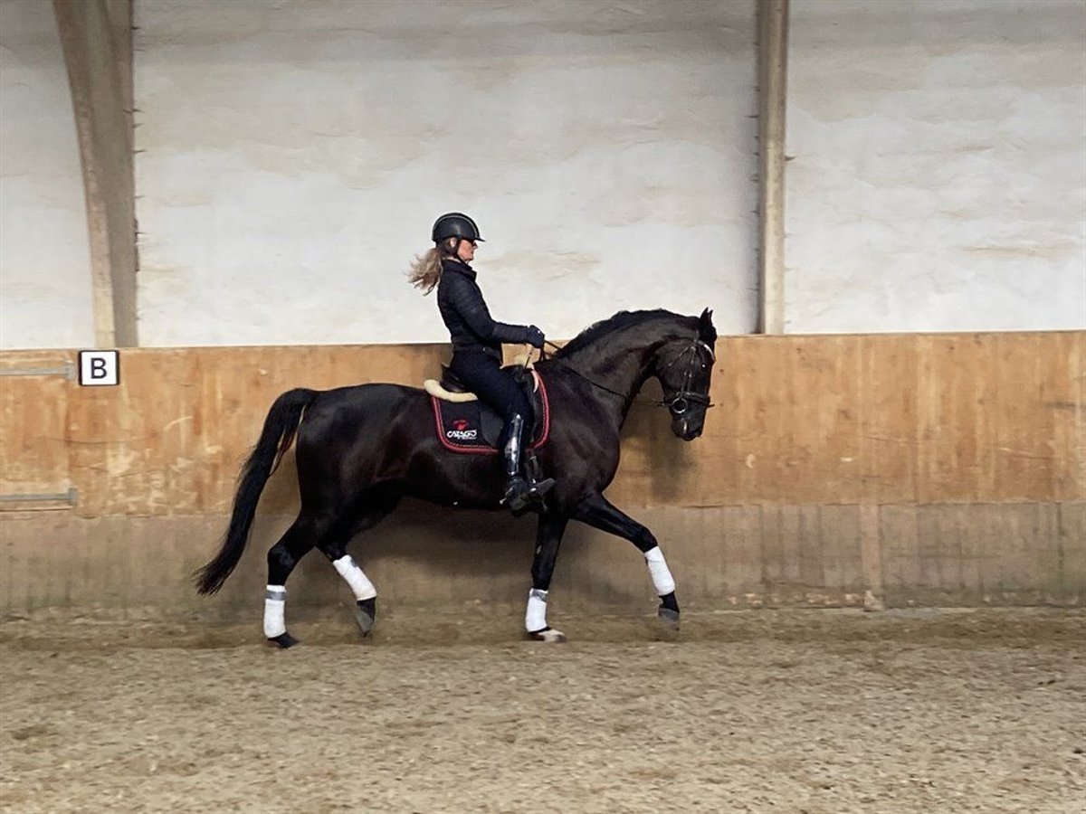 Hanoverian Gelding 6 years 16,1 hh Black in Bonn