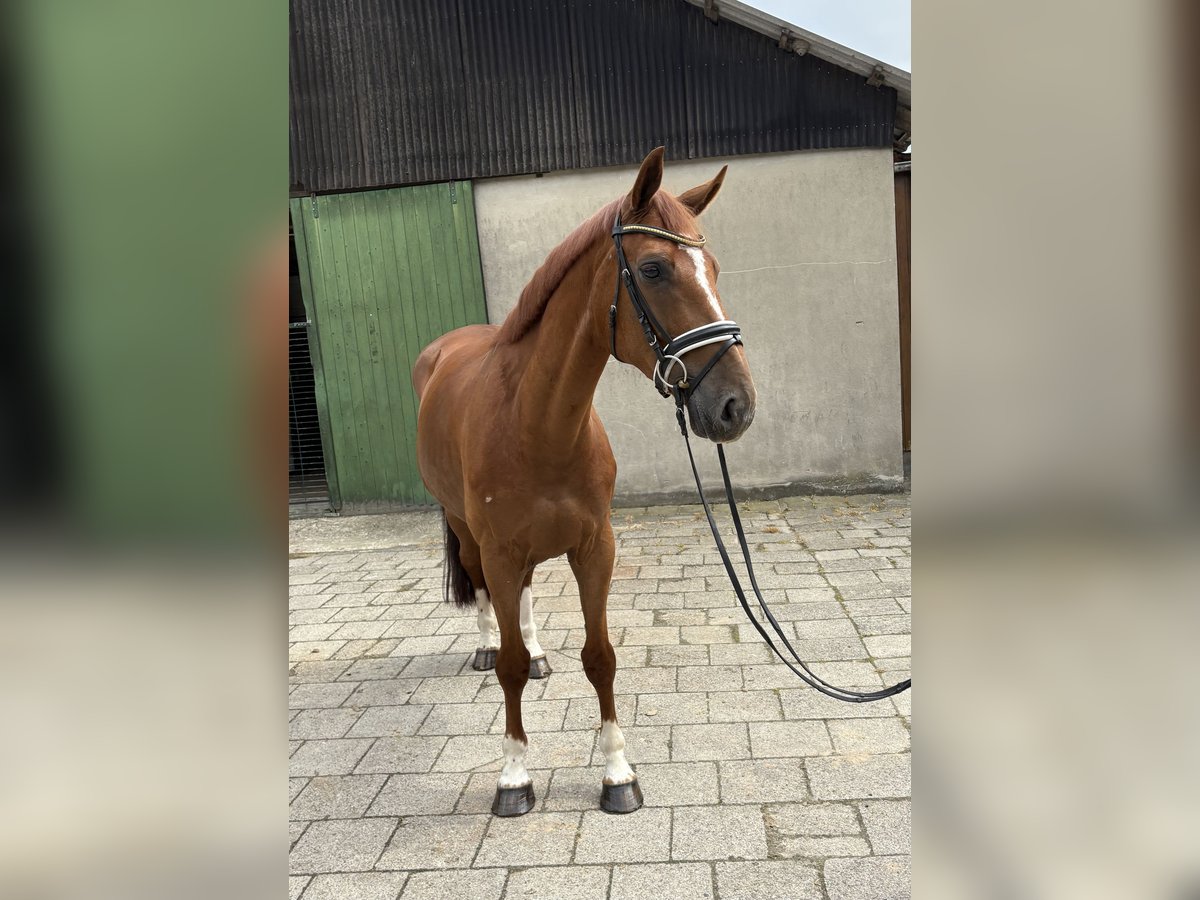 Hanoverian Gelding 6 years 16,1 hh Chestnut-Red in Neuhaus an der Oste